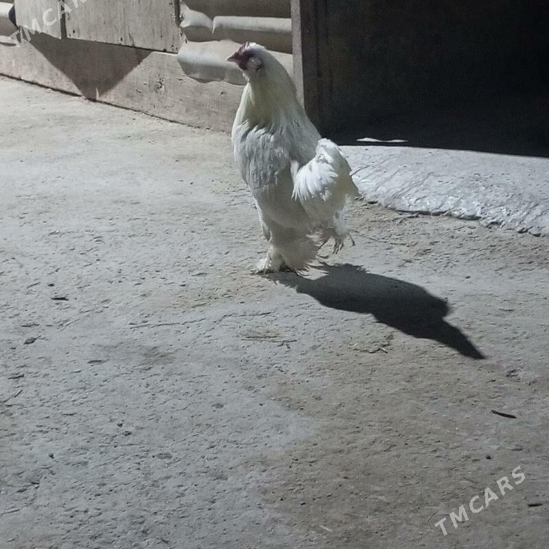 karlık horaz - Чарджоу - img 1