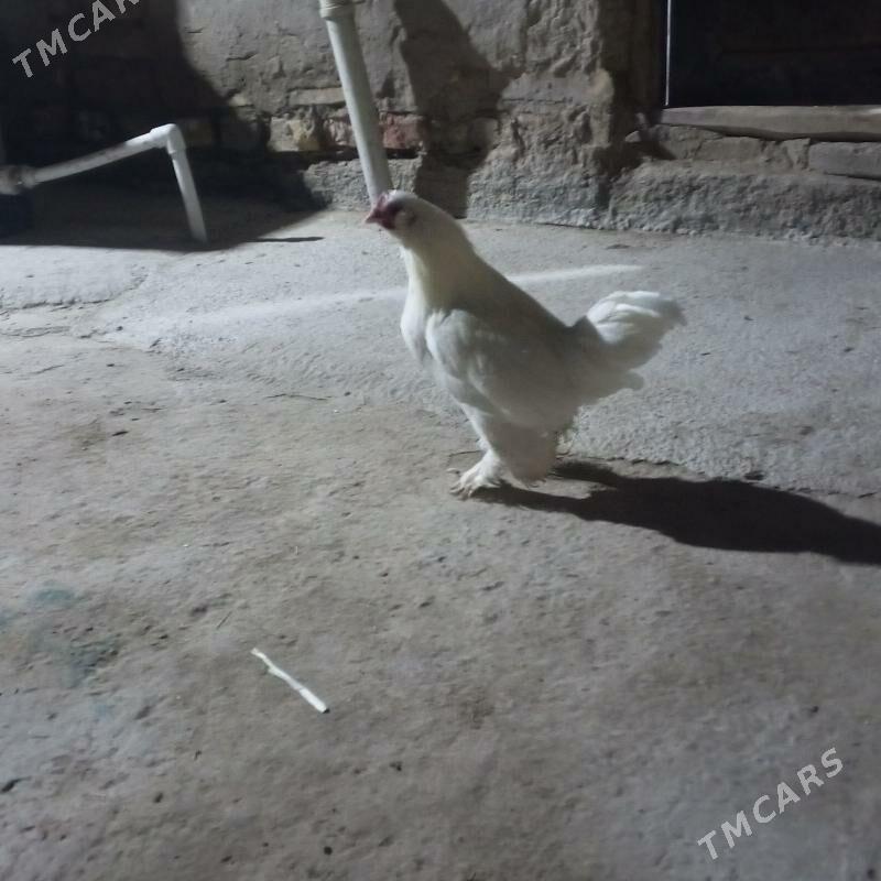 karlık horaz - Чарджоу - img 5