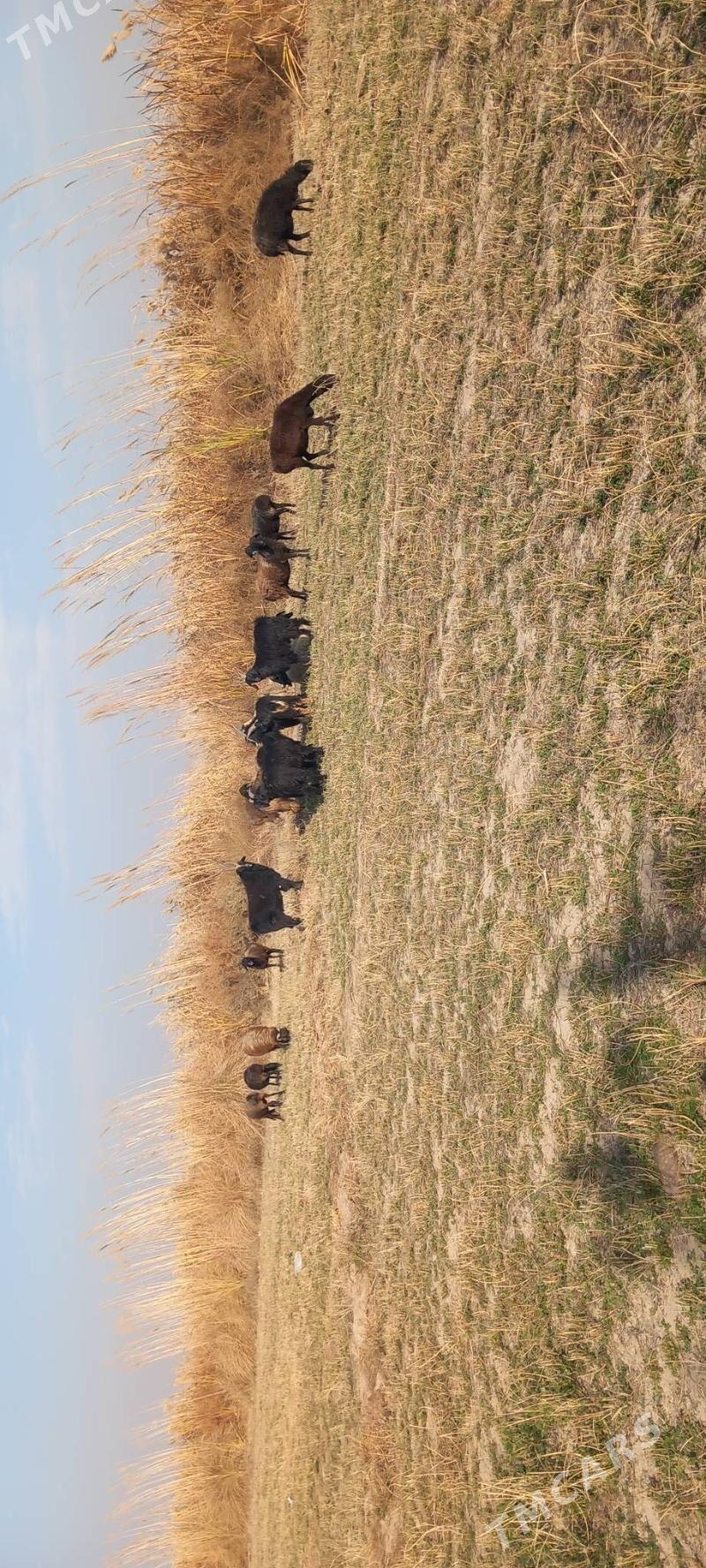 Serkeler - Гарабекевюл - img 6