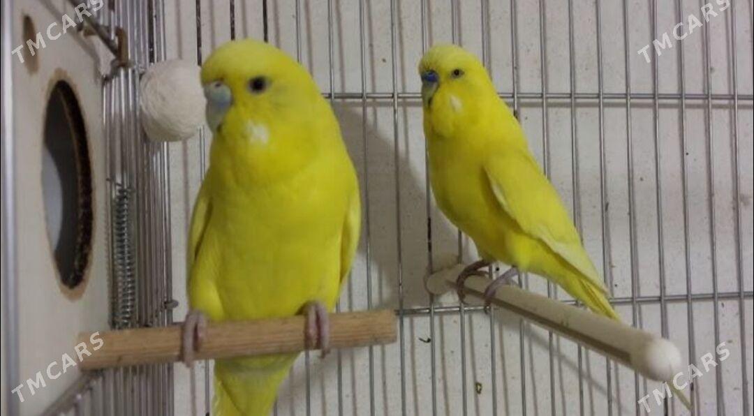 popugay sowgatlyk guslar - Ашхабад - img 1