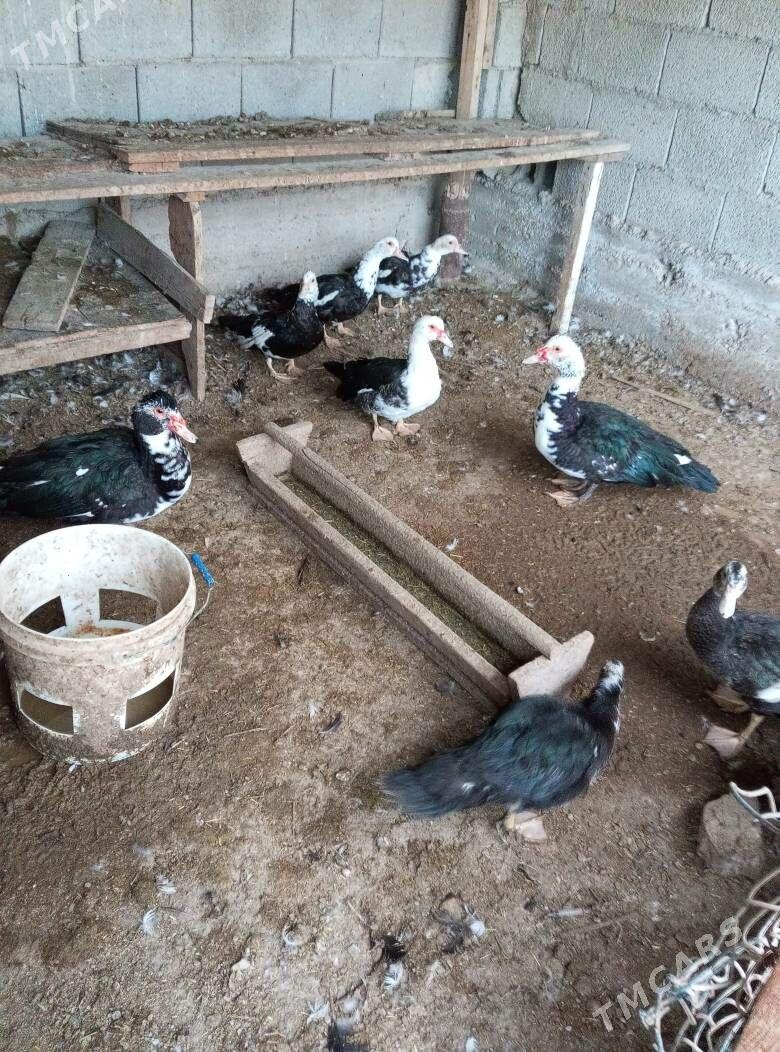 ordek indoutka - Balkanabat - img 1