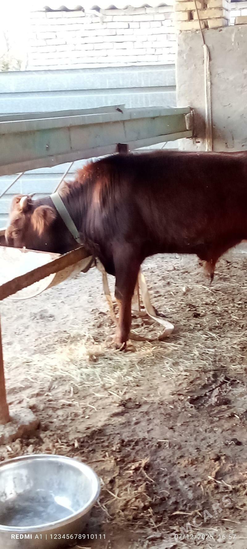 Öküz - Wekilbazar - img 2