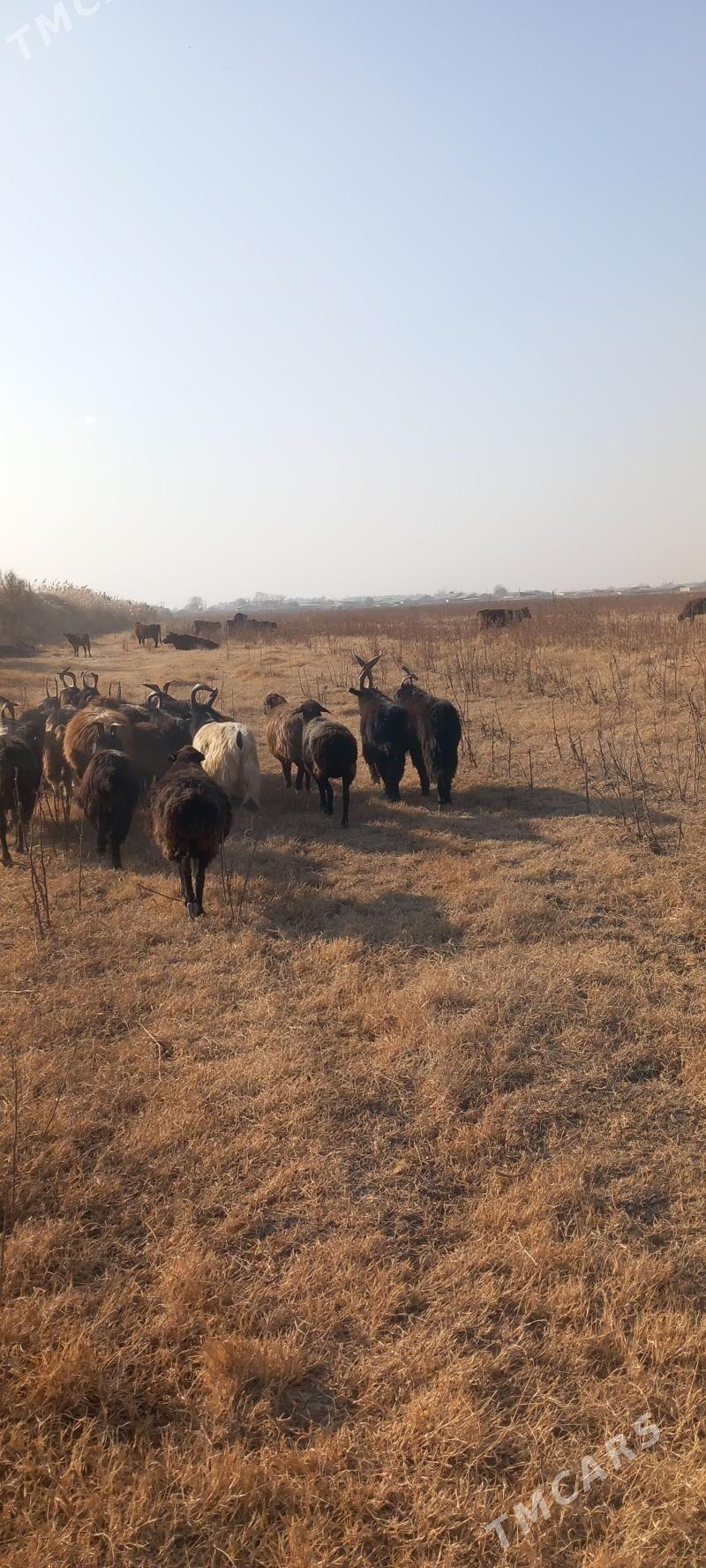 Serkeler - Гарабекевюл - img 2