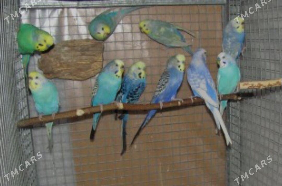 popugay sowgatlyk guslar - Ашхабад - img 2