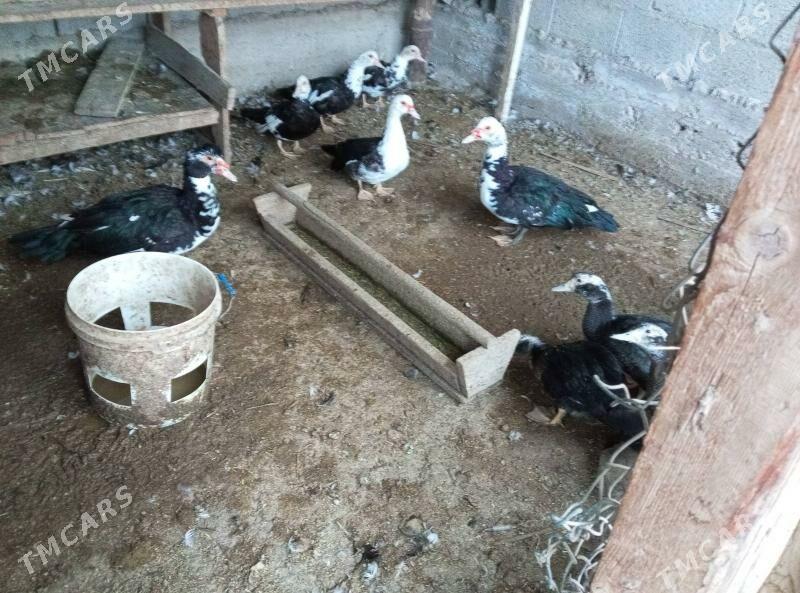 ordek indoutka - Balkanabat - img 3