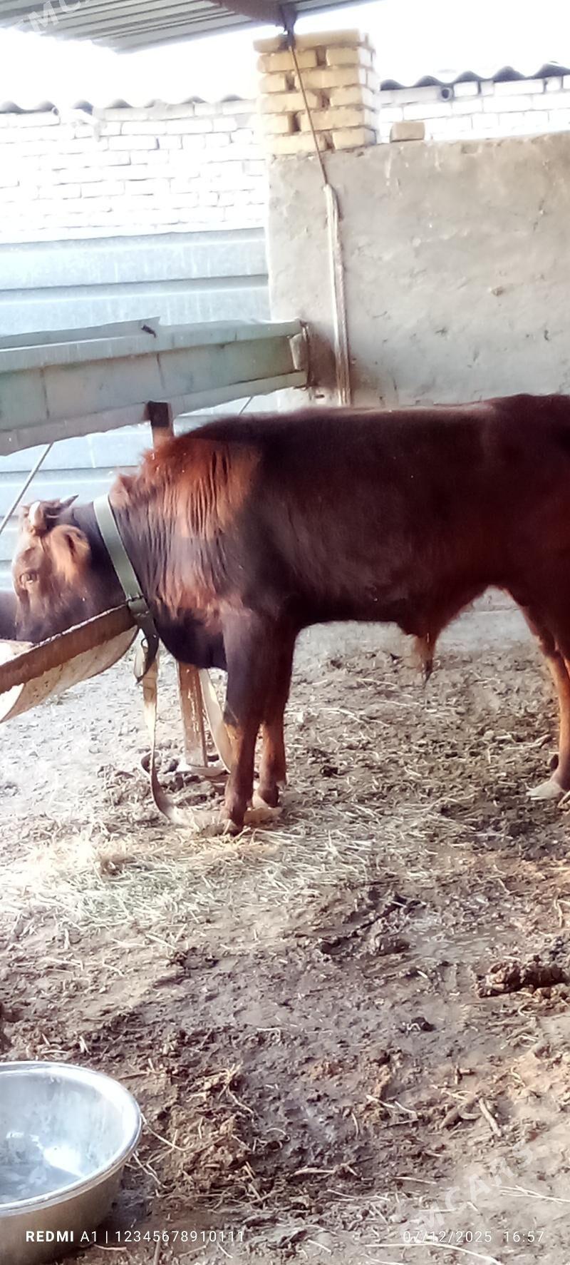 Öküz - Wekilbazar - img 3