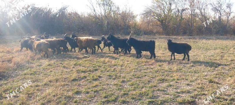 Serkeler - Гарабекевюл - img 5