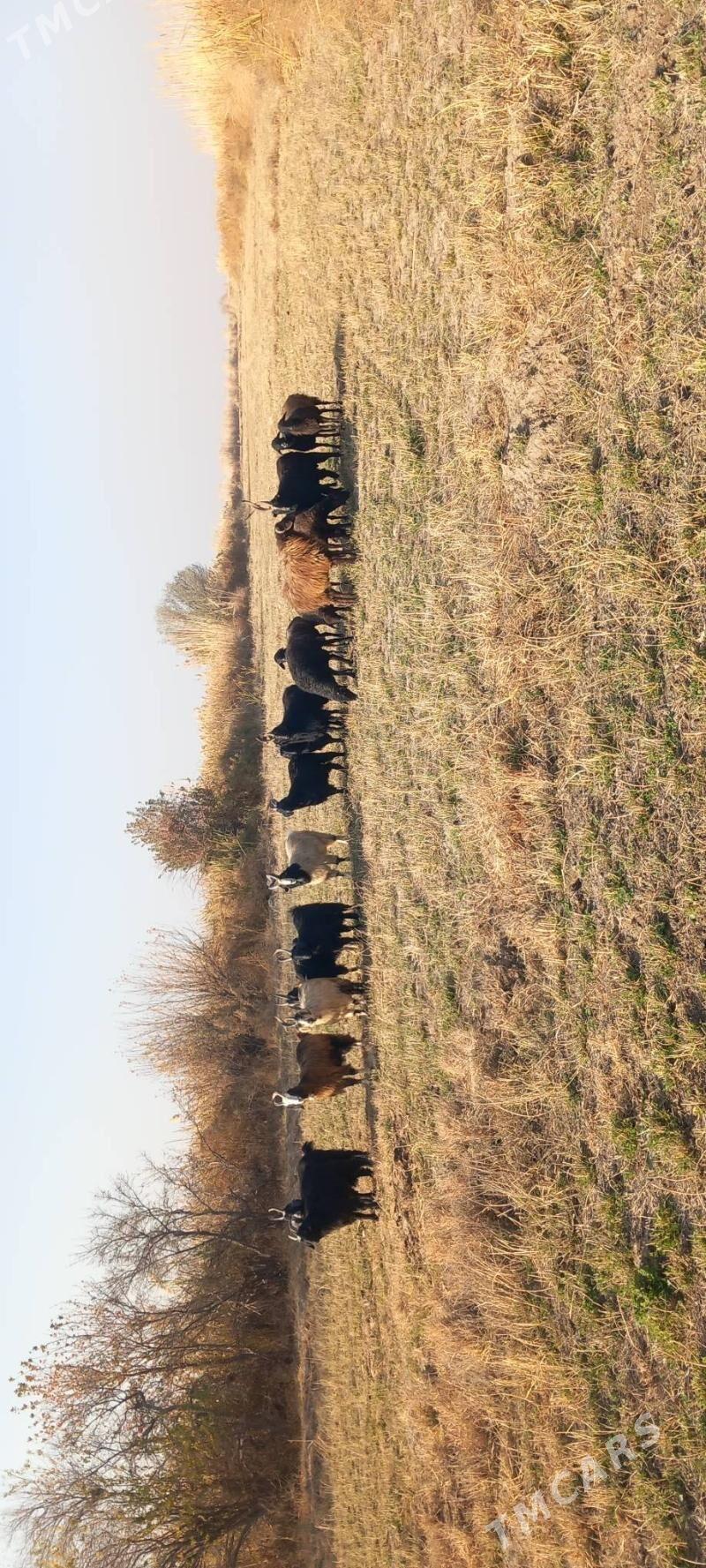 Serkeler - Гарабекевюл - img 1