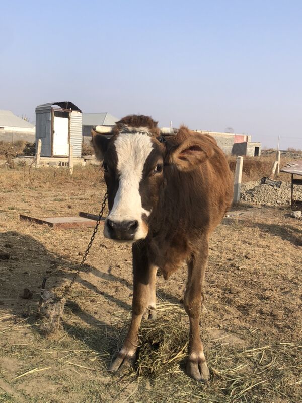 sygyr - Гёкдепе - img 1