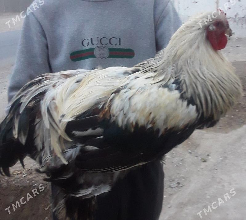 Horaz - Gyzylarbat - img 1