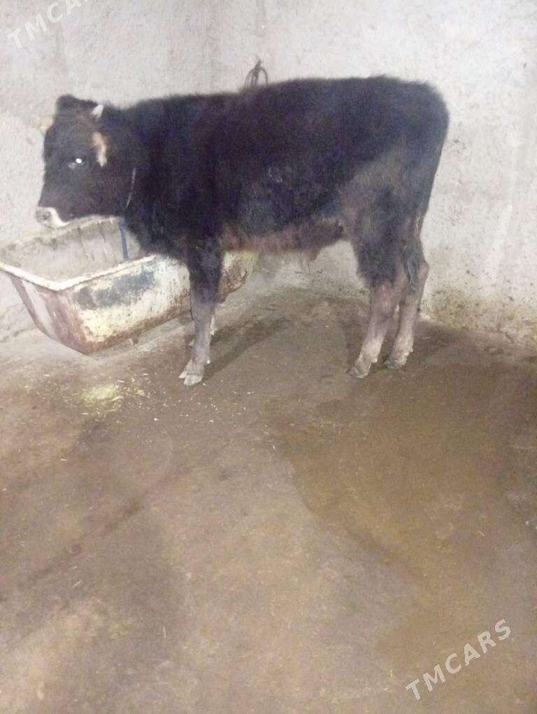 Öküzçe - Гызыларбат - img 1