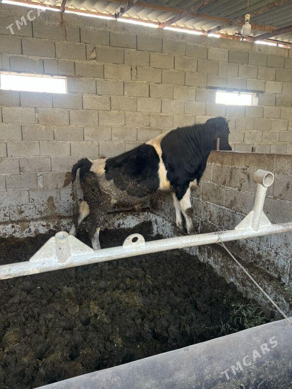 Ala okuz - Aşgabat - img 7