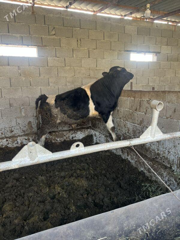 Ala okuz - Aşgabat - img 6