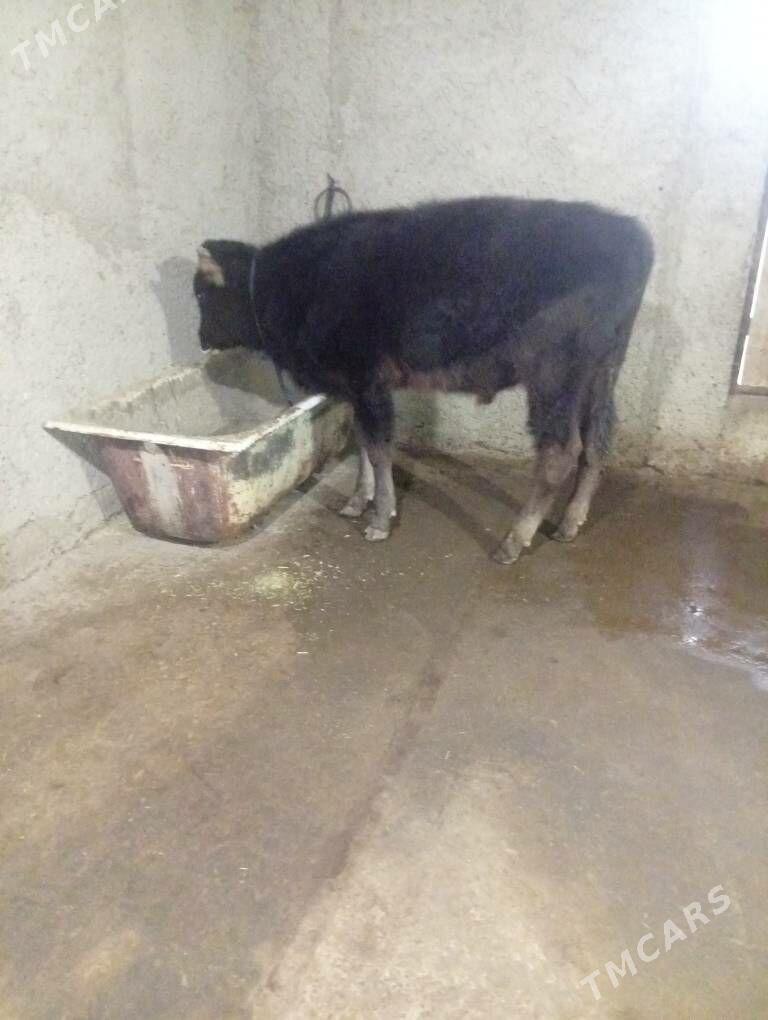 Öküzçe - Гызыларбат - img 2