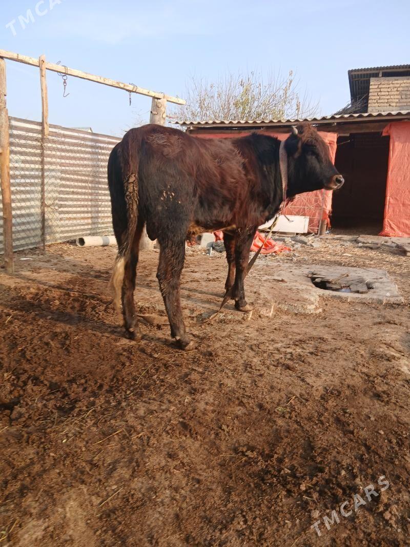 okuz - Гёкдепе - img 1