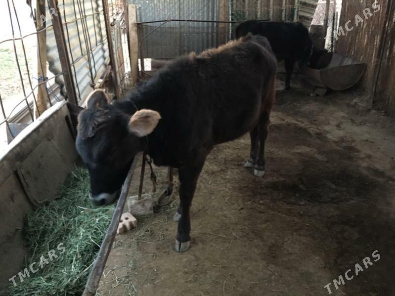 arginal swet gulajyn - Sakarçäge - img 6