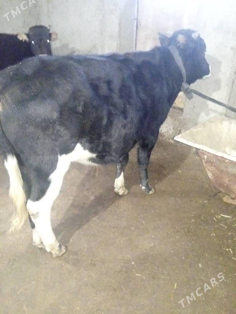 Öküz - Gyzylarbat - img 2