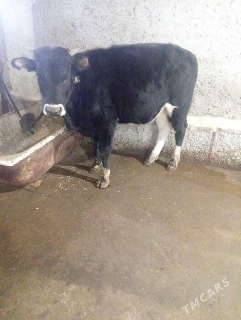 Öküz - Gyzylarbat - img 3