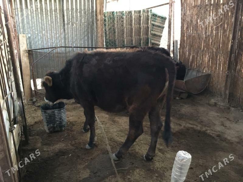 arginal swet gulajyn - Sakarçäge - img 1