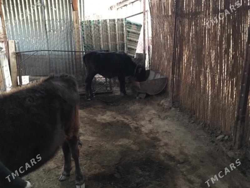 arginal swet gulajyn - Sakarçäge - img 3