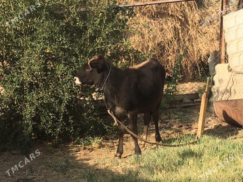 arginal swet gulajyn - Sakarçäge - img 7