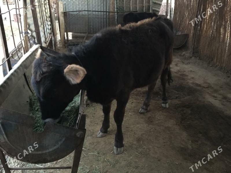 arginal swet gulajyn - Sakarçäge - img 4