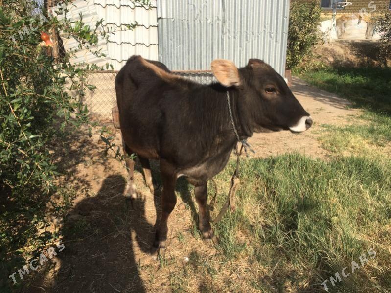 arginal swet gulajyn - Sakarçäge - img 8