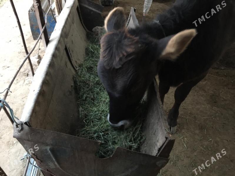 arginal swet gulajyn - Sakarçäge - img 5