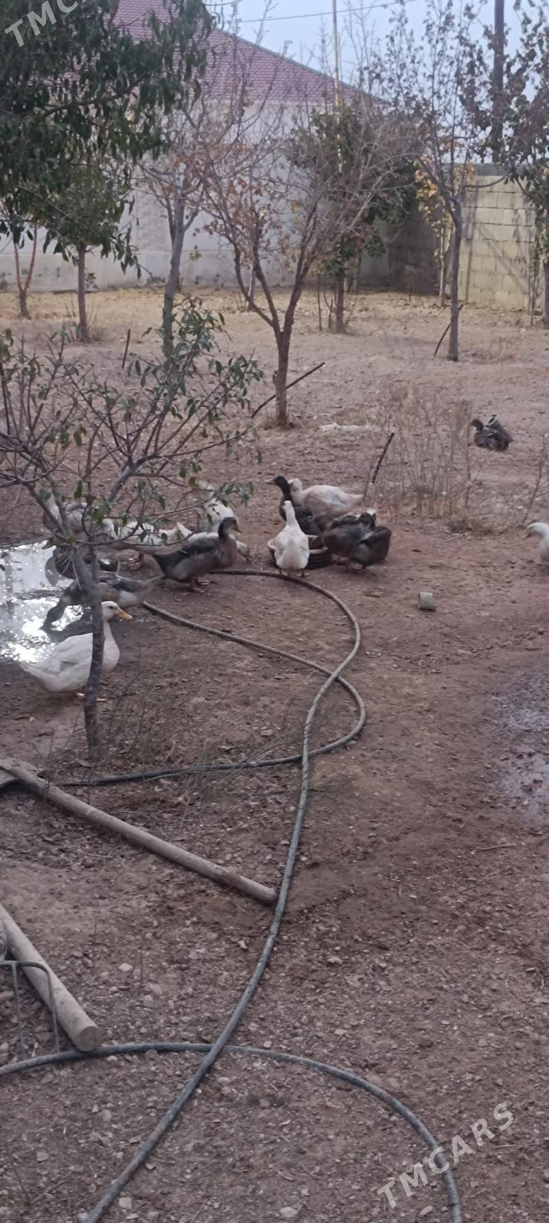 Ördek - Balkanabat - img 1