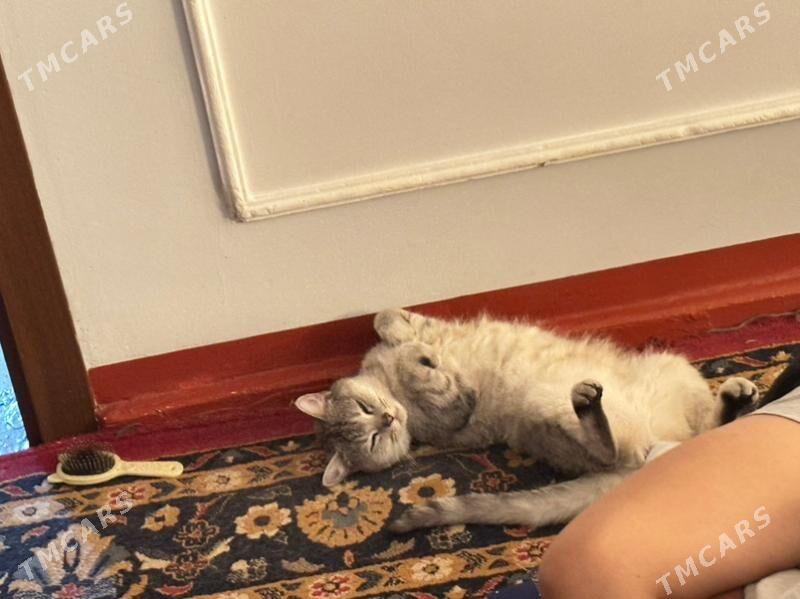 shotlant pisik - Ашхабад - img 2