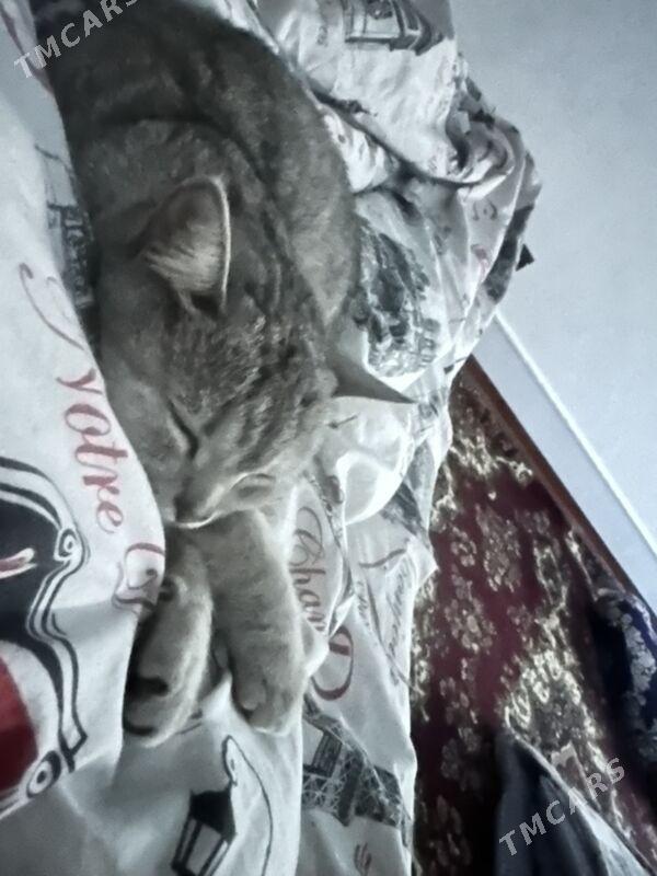 shotlant pisik - Ашхабад - img 3