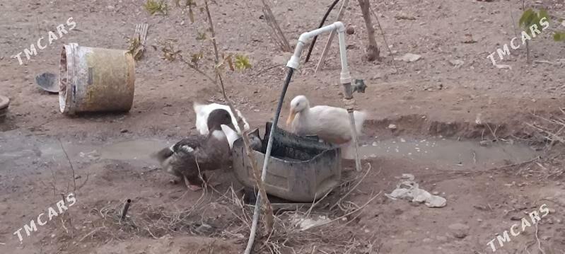 Ördek - Balkanabat - img 6