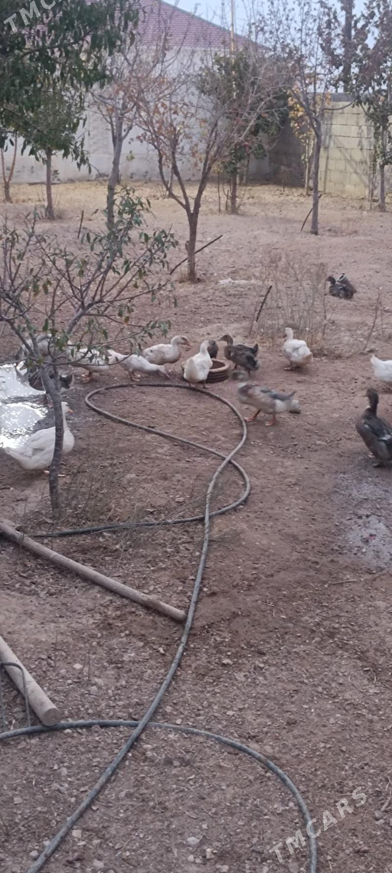 Ördek - Balkanabat - img 2