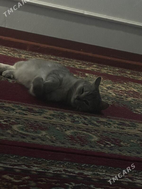 shotlant pisik - Ашхабад - img 4