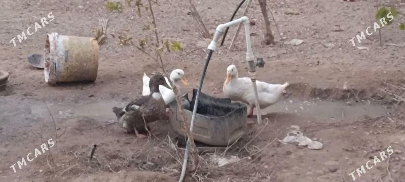 Ördek - Balkanabat - img 5