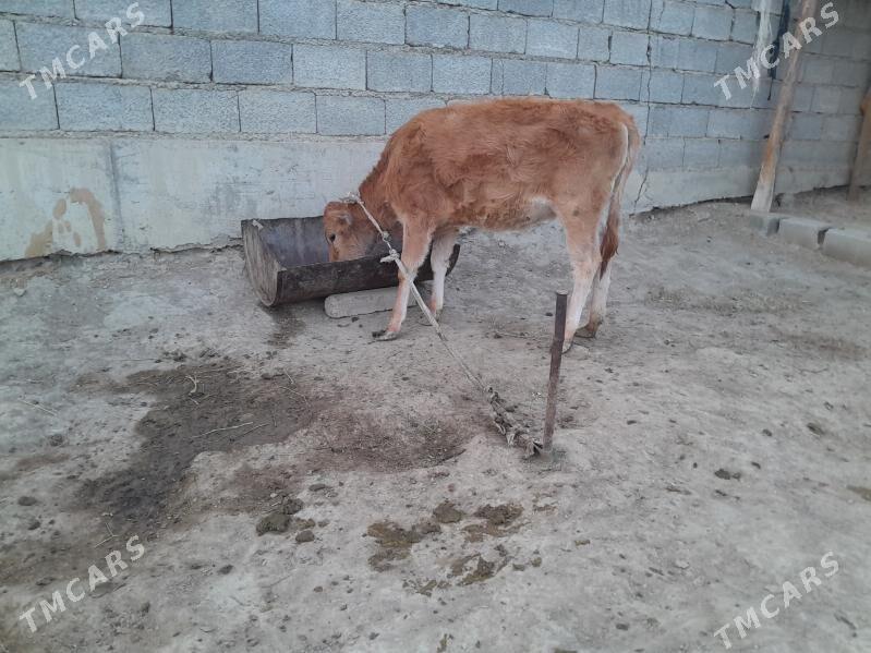 tuwe - Bäherden - img 2