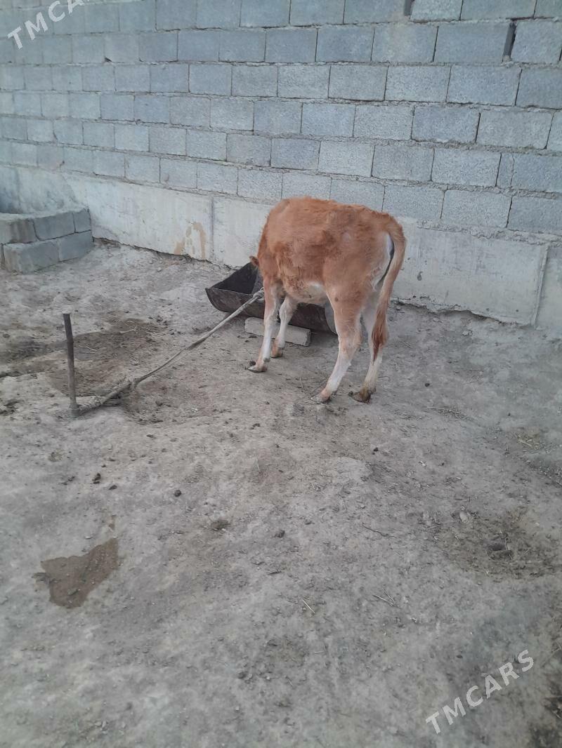 tuwe - Бахарден - img 1