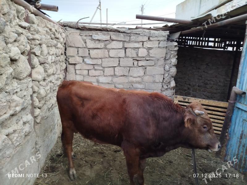 okuz - Джебел - img 1