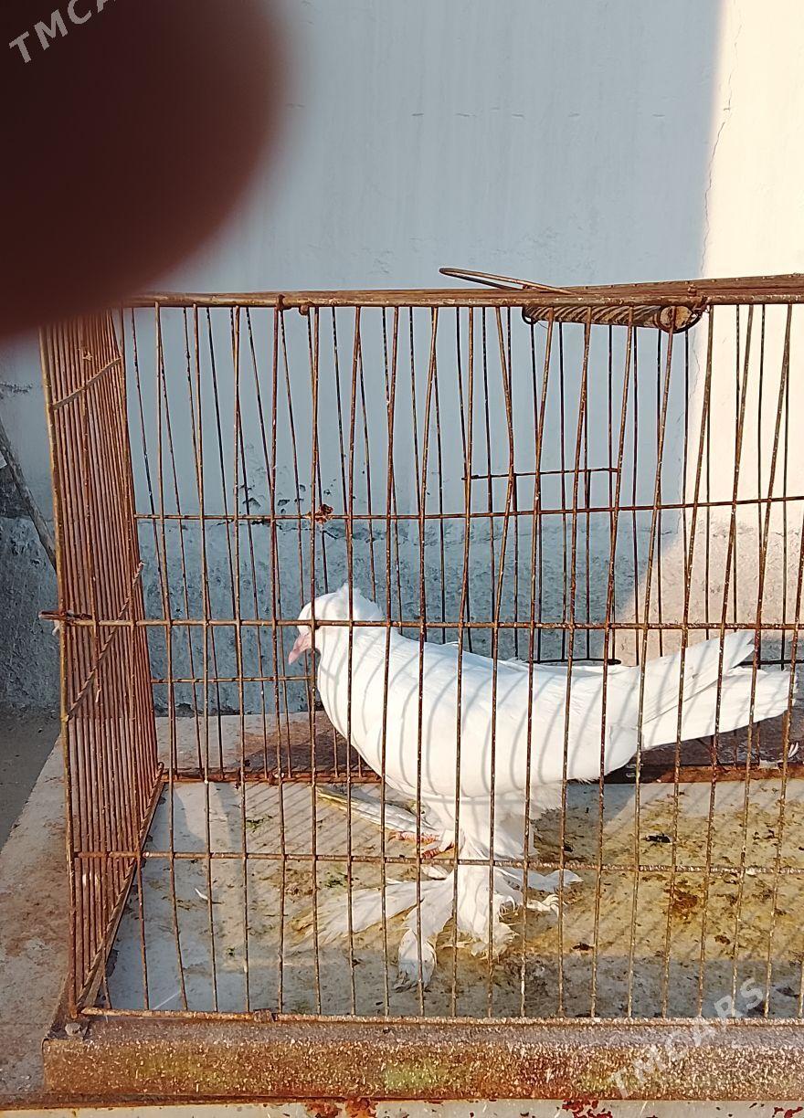 syzyagaran ak lahmaty - Parahat 7 - img 1