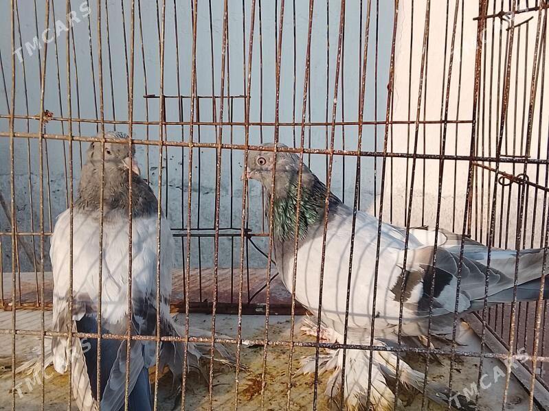 syzyagaran ak lahmaty - Parahat 7 - img 2