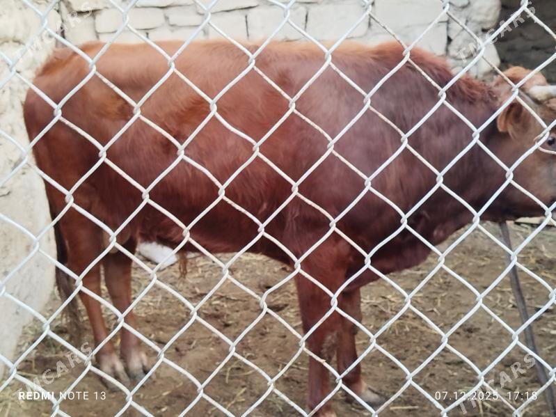 okuz - Джебел - img 5