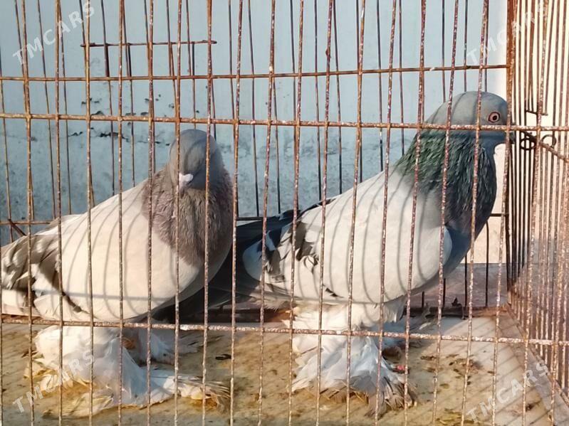 syzyagaran ak lahmaty - Parahat 7 - img 3