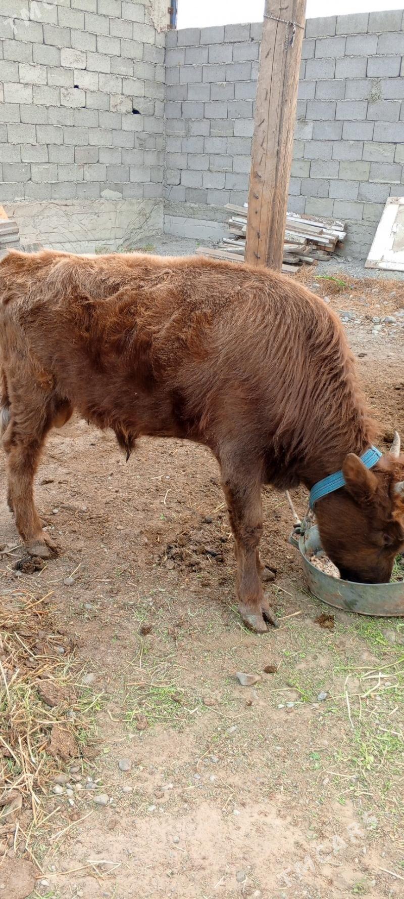 Gole - Gypjak - img 2