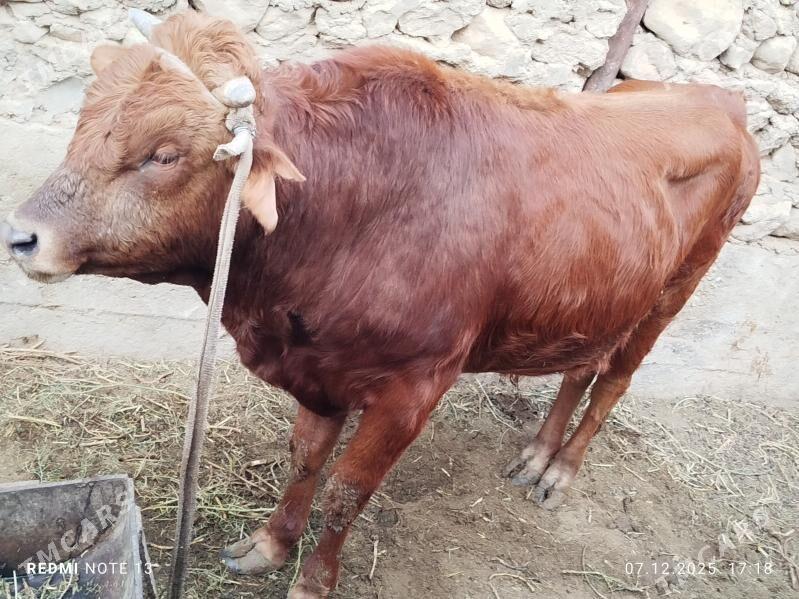 okuz - Джебел - img 4