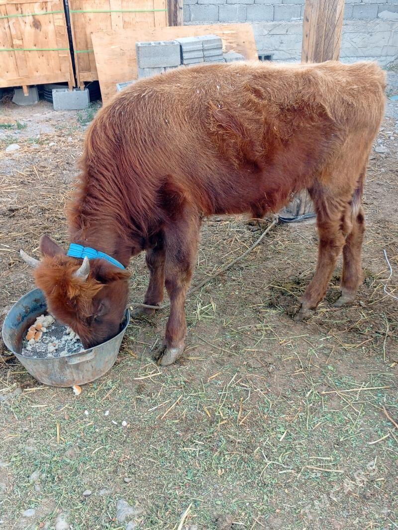 Gole - Gypjak - img 3