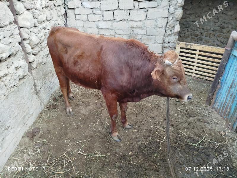 okuz - Джебел - img 2