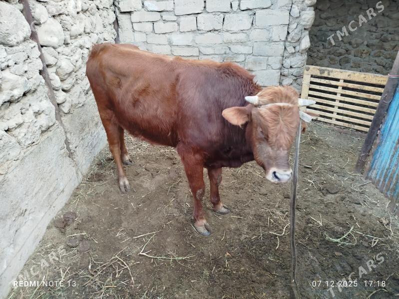 okuz - Джебел - img 3