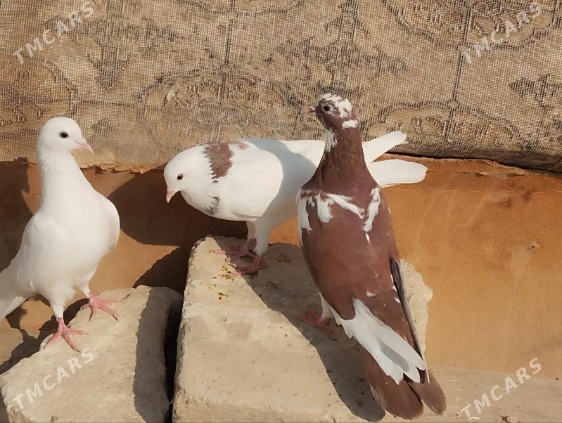 kepderi - Балканабат - img 2