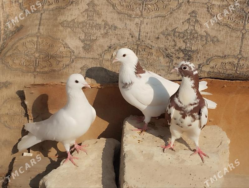 kepderi - Балканабат - img 4