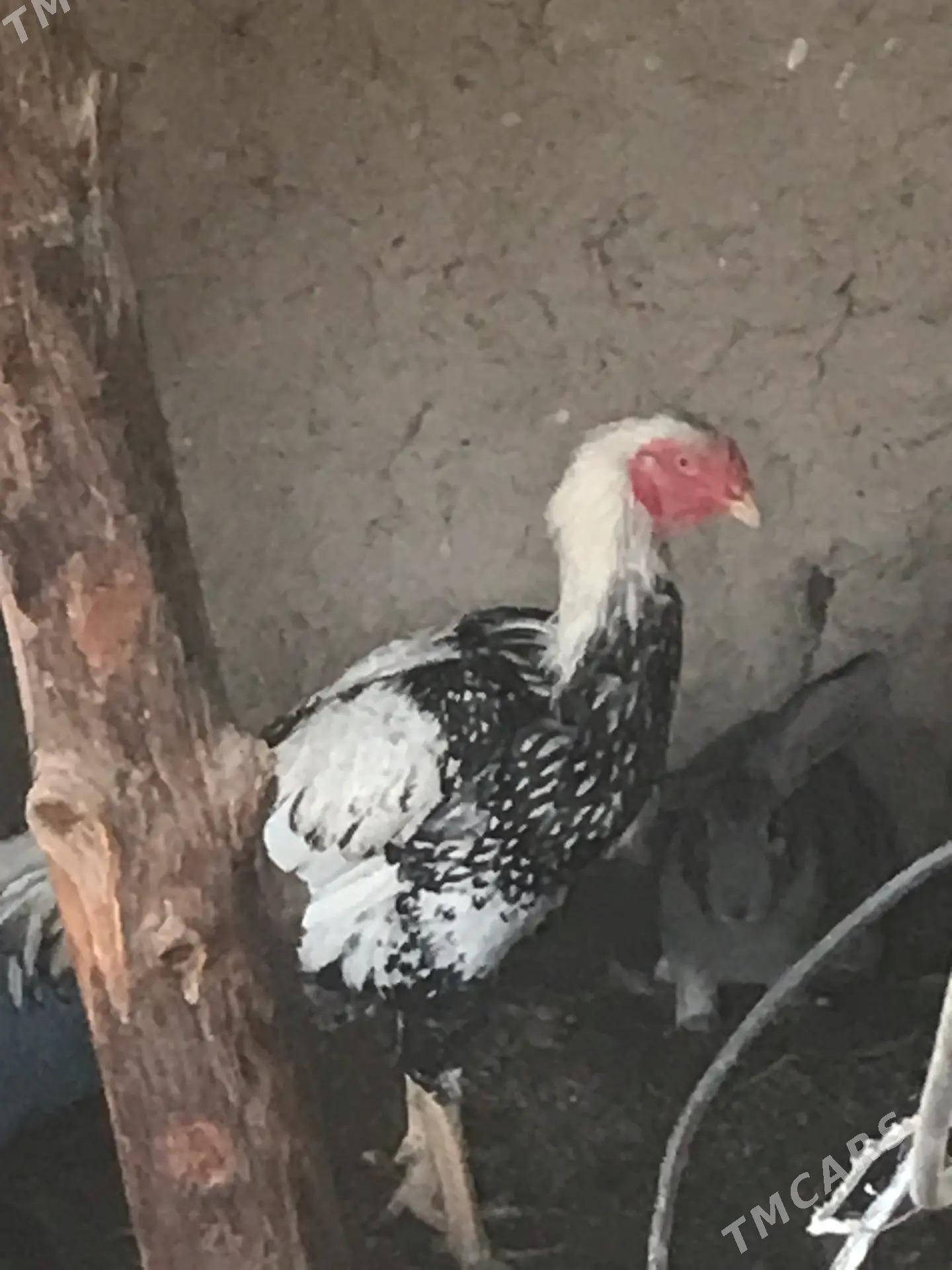 BAYSOW HORAZ1.1.5ÝASYNDA - Çärjew - img 1